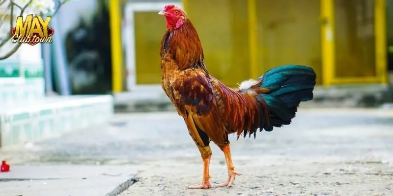 Mayclub đá gà thomo đỉnh cao 